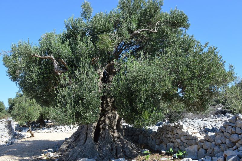 Najstarija maslina Lun. Press Photo