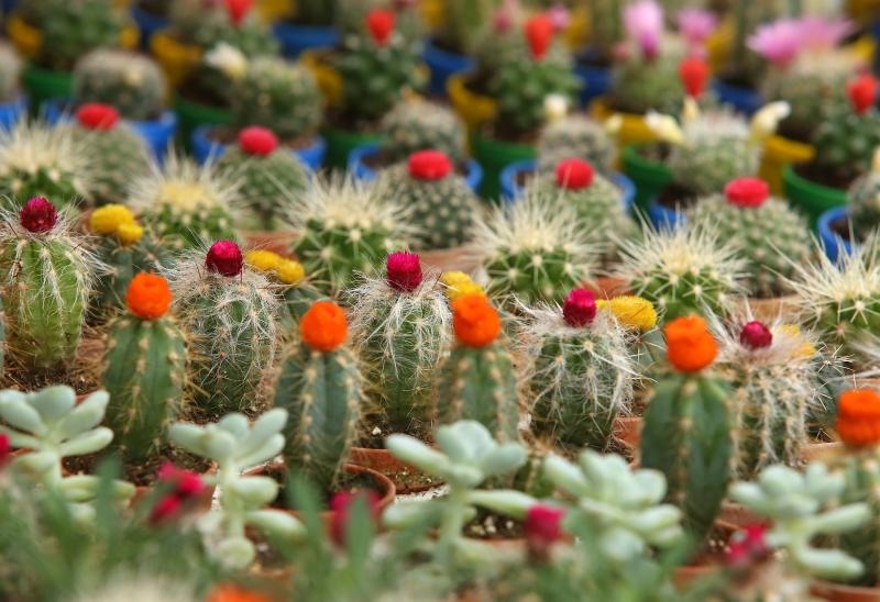 Foto: Robert Anic/PIXSELL