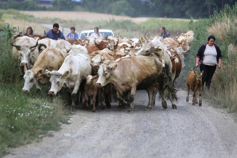 Foto: Marko Mrkonjić / Pixsell