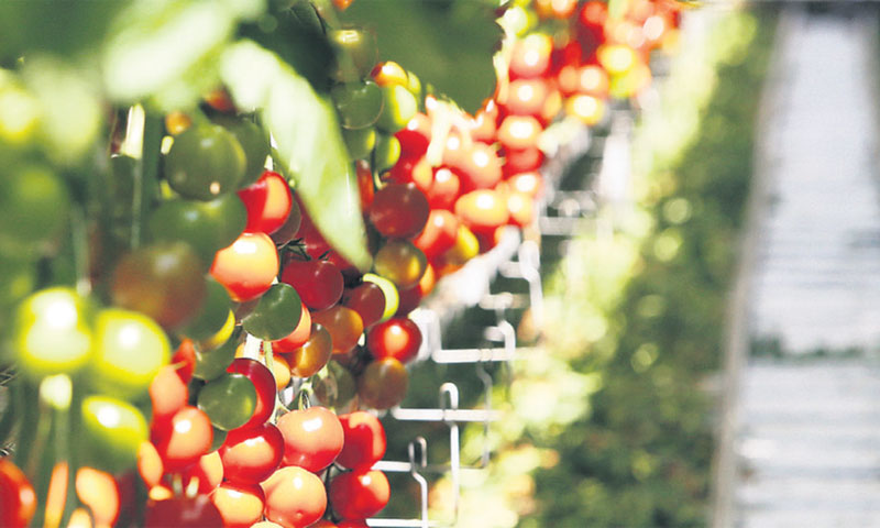 Hrana, a ne maloprodaja ili sam koncern, na kraju u IPO