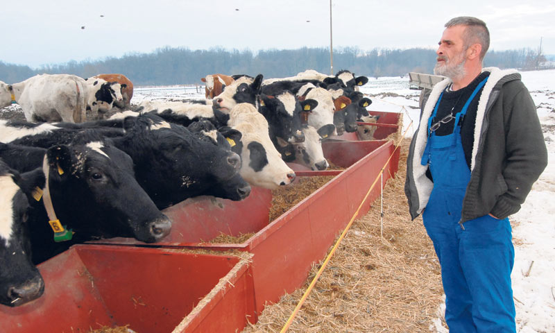 Obitelj Šolčić na svojoj farmi ima stado od 500 grla mliječnih krava/Damir Špehar/PIXSELL