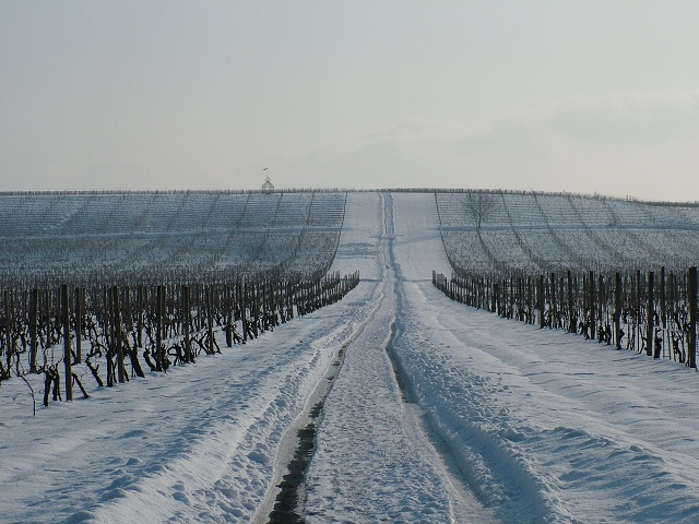 Iločki vinogradi zimi, TZG Vinkovaca