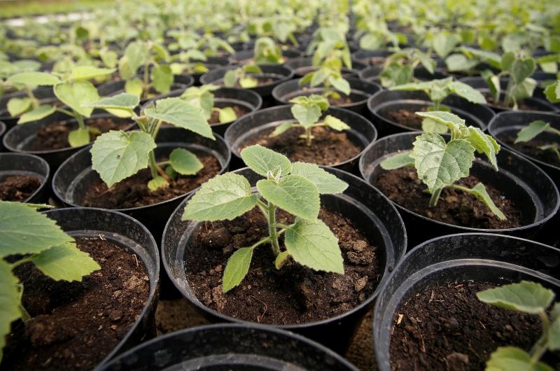 Foto: Igor Kralj/PIXSELL