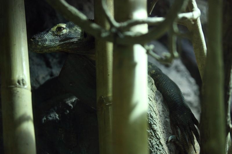 Foto: Anto Magzan / Pixsell