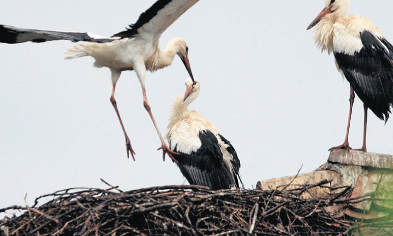 Rode su jedna od atrakcija Lonjskog polja/PIX