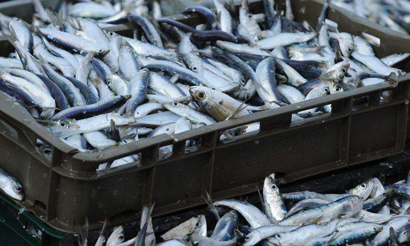 I uz probleme poput premala kapaciteta ribolovne flote i drastična rezanja kvota za uzgoj tune, rezu