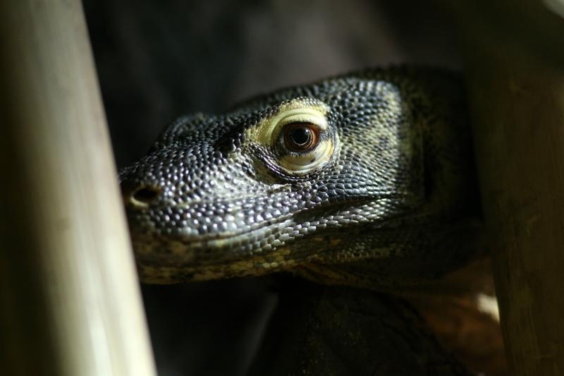 Foto: Anto Magzan / Pixsell