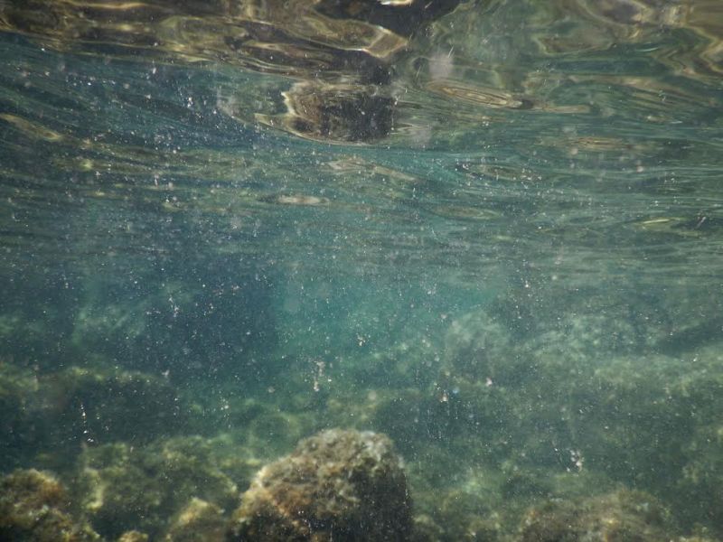 Toksične alge pronađene između Pule i Poreča. Foto Institut 