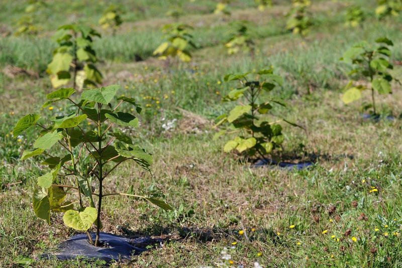 Foto: Davor Puklavec/PIXSELL