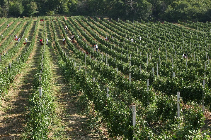 Novi Vindolski, Pavlomir vinogradi, TZG Crikvenica