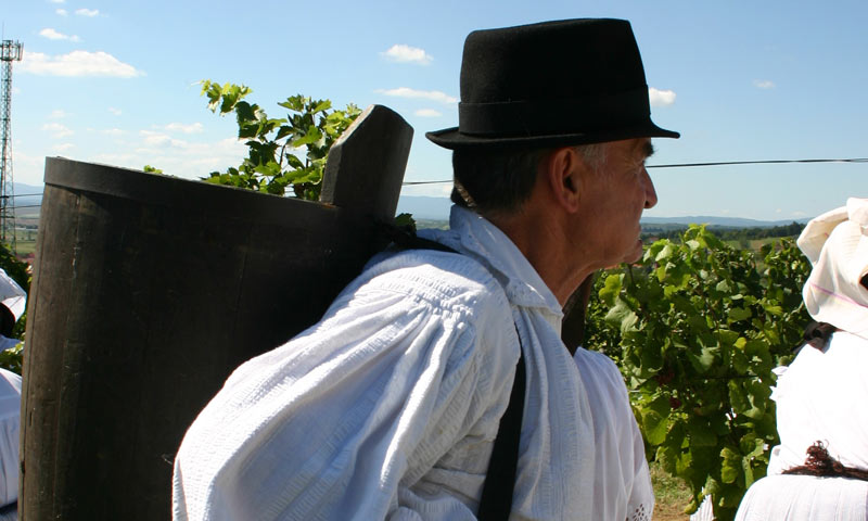 Tradicionalna berba grožđa