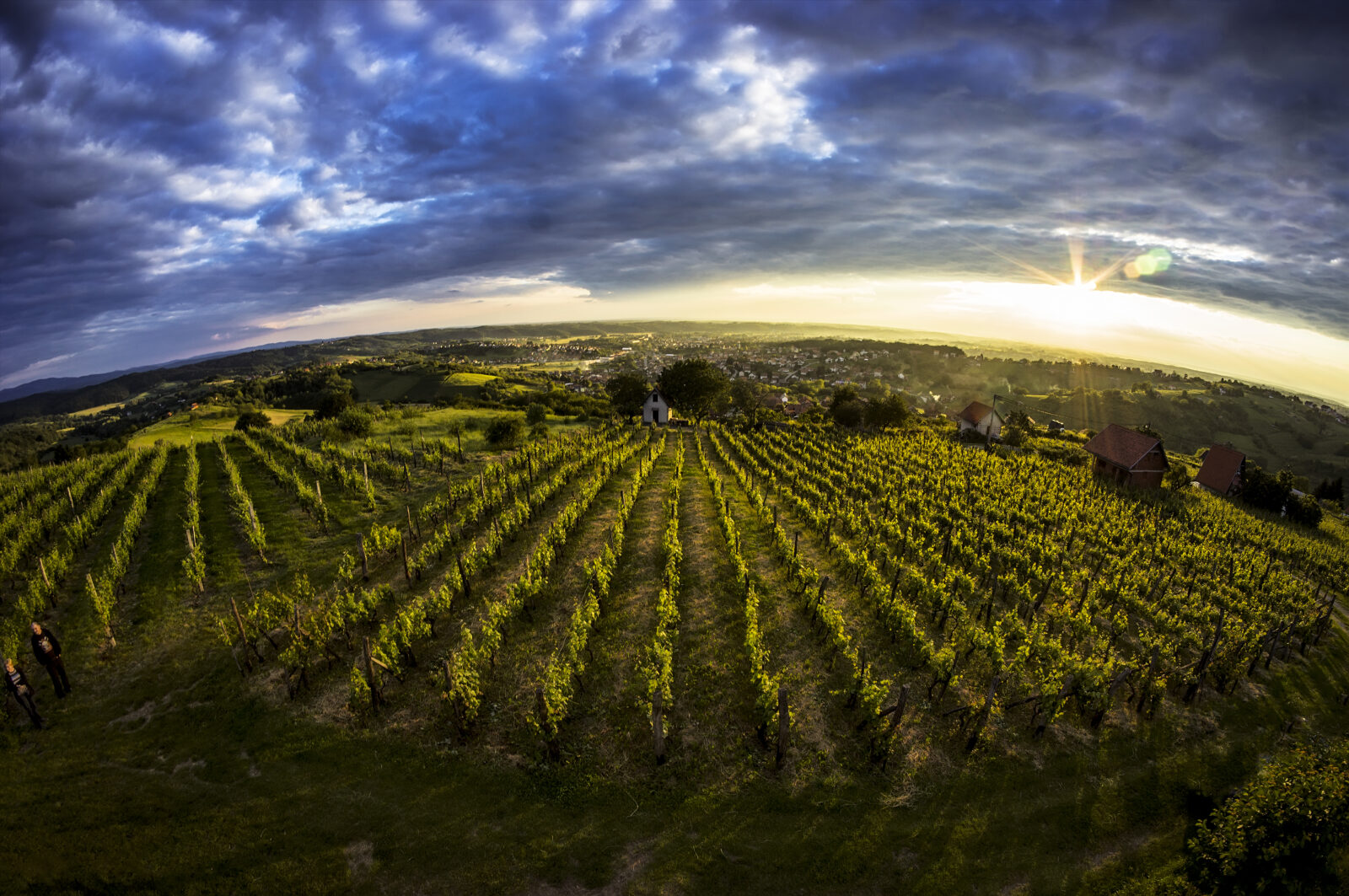 Damir Bakarić, Daruvarski vinograd