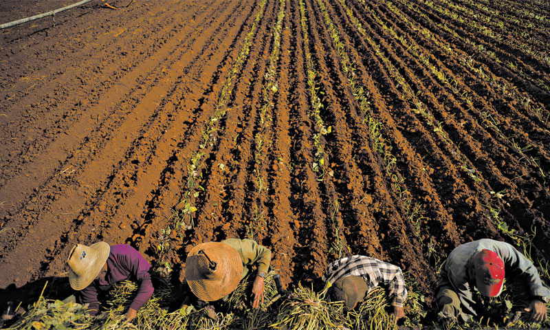 Nastojeći oživjeti kubansko gospodarstvo predsjednik Raúl Castro ublažio je propise za mala poljopri