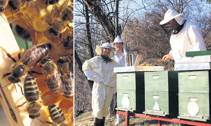 Davorin Rumiha u posao s medom 'uvukao' je cijelu obitelj