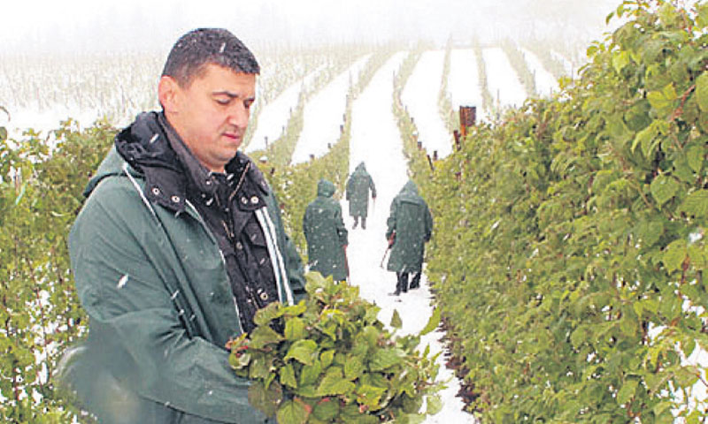 Snijeg u svibnju uništio je gotovo cijeli urod