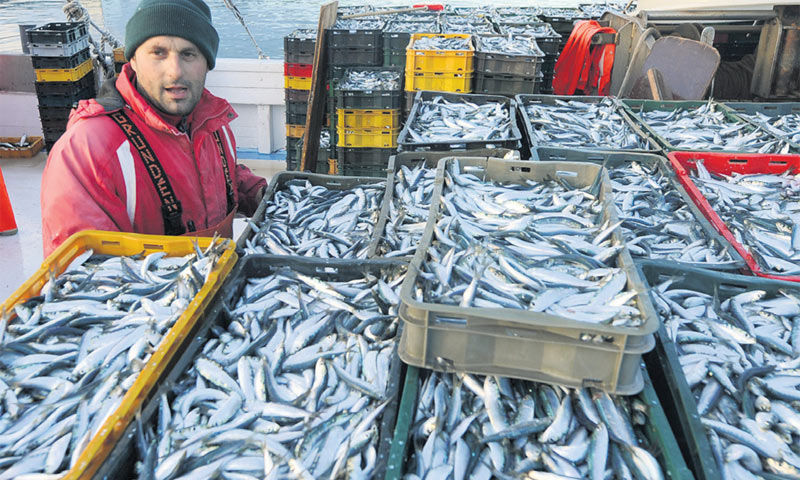 Gospodarski pojas bio bi poticaj za domaću ribarsku industriju/Hrvoje Jelavić/PIXSELL