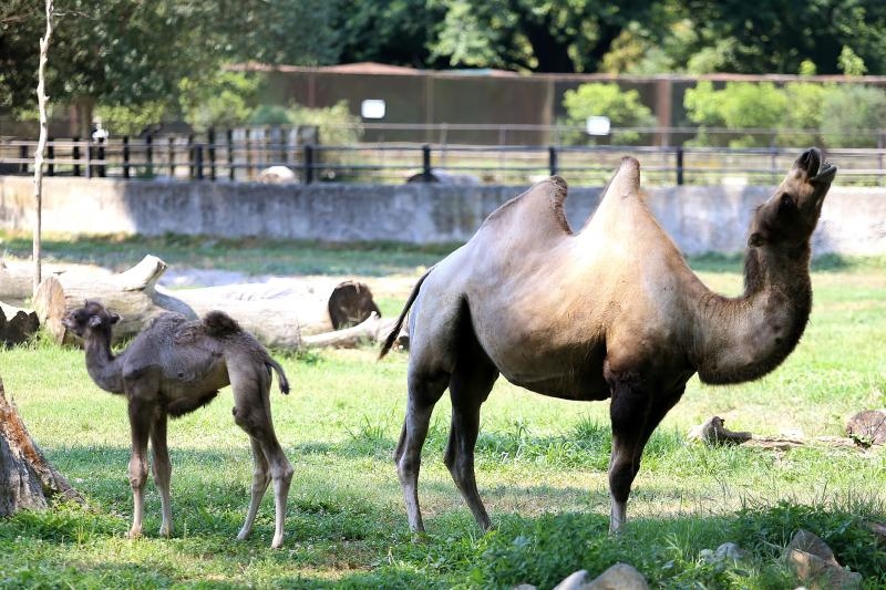 Foto: Davor Javorovic/PIXSELL