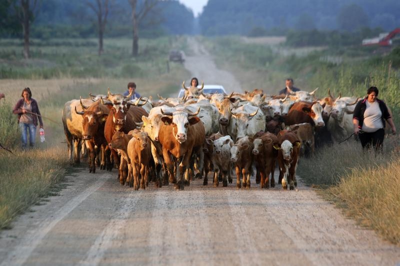 Foto: Marko Mrkonjić / Pixsell