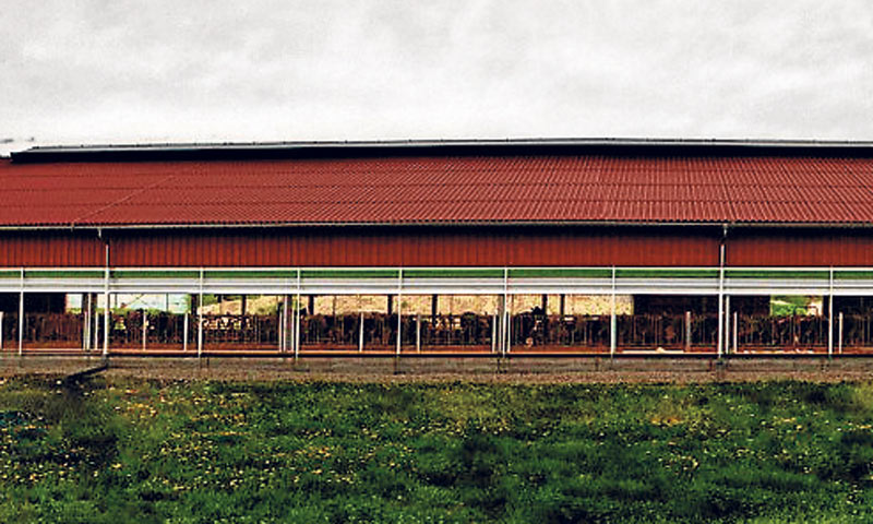 Staja s gumenim madracima i robotom za mužnju