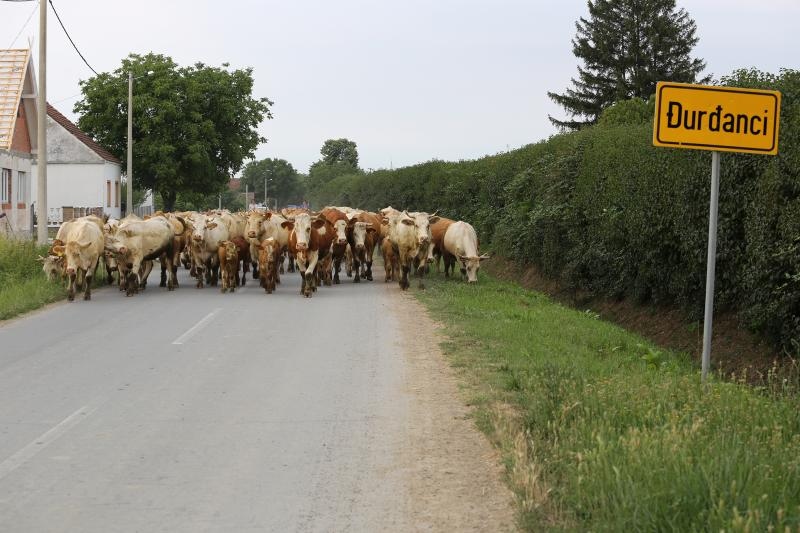 Foto: Marko Mrkonjić / Pixsell