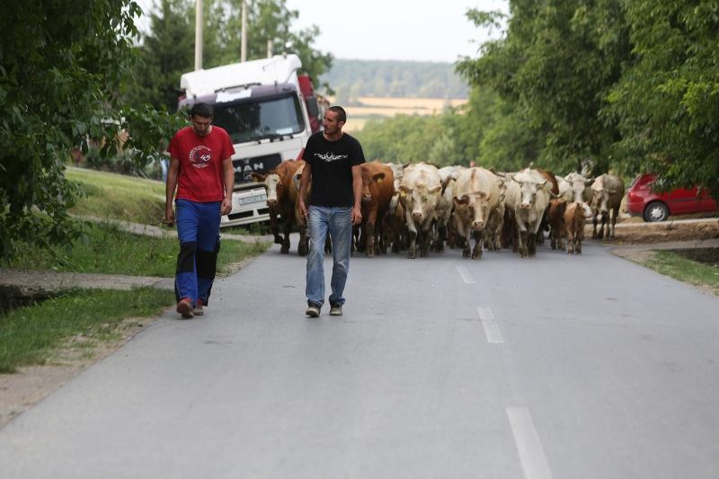 Foto: Marko Mrkonjić / Pixsell