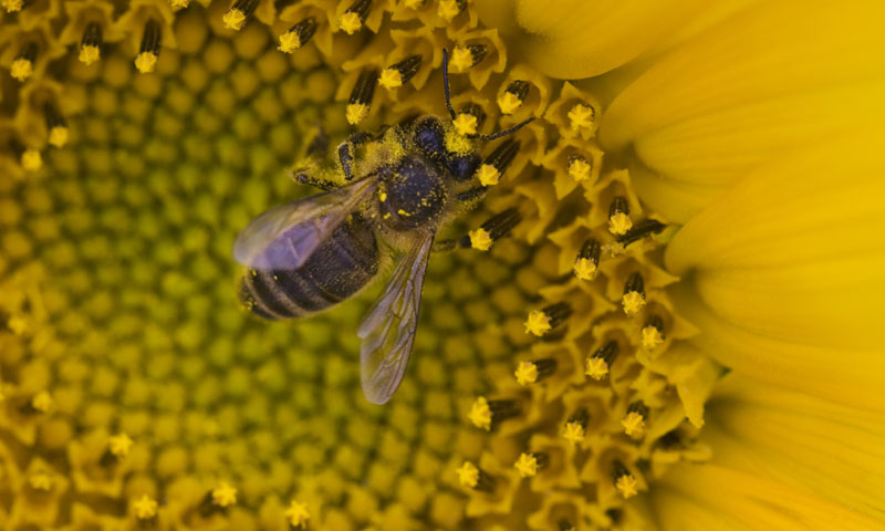 Softver  uključuje i podatke o tome jesu li košnice spremne za žetvu te koliki prinos daju/Thinkstoc