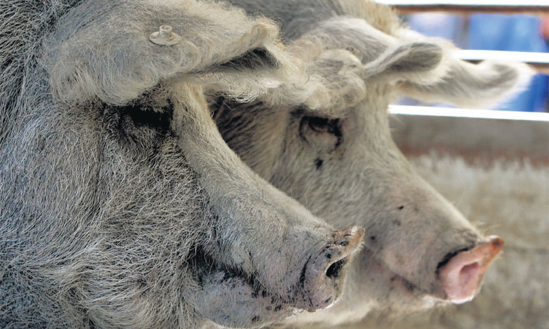 Projekt uzgoja turopoljske svinje pomažu i europski fondovi /Boris Ščitar/PIXSELL