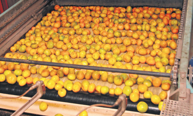 Neretvanske madarine, već zaštićena kategorija/I. Cagalj/PIXSELL