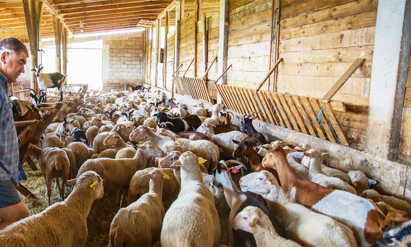 Zadruga Kuna s Pelješca je najstariji oblik zadružnog udruživanja poljoprivrednika koji se održao do