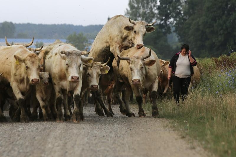 Foto: Marko Mrkonjić / Pixsell