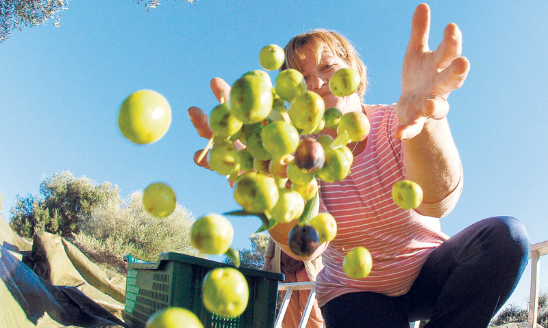U lunjskim vrtovima nalazi se više od 80.000 stabala maslina, a više od 1000 ih je starije od 1200 g