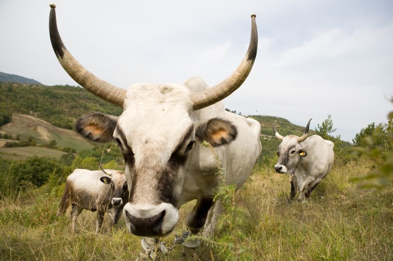 Boškarin, istarsko govedo (Izvor: TZG Umag)