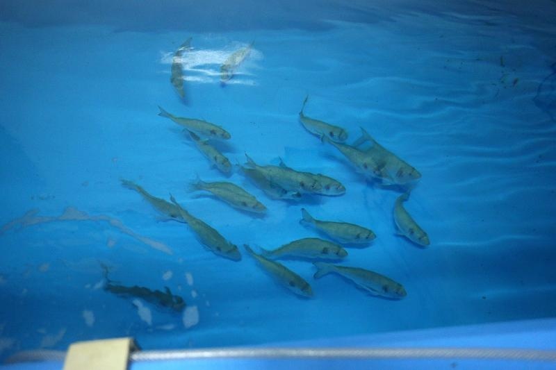 Foto: Goran Stanzl/PIXSELL