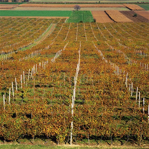 Vinograd Slavonija, Damir Fabijanić HTZ