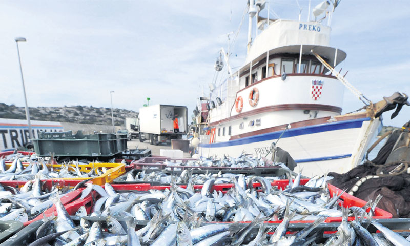U ribolovnoj floti nalazi se 3500 malih plovila/Hrvoje Jelavić/PIXSELL