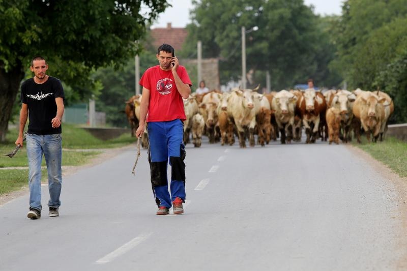 Foto: Marko Mrkonjić / Pixsell