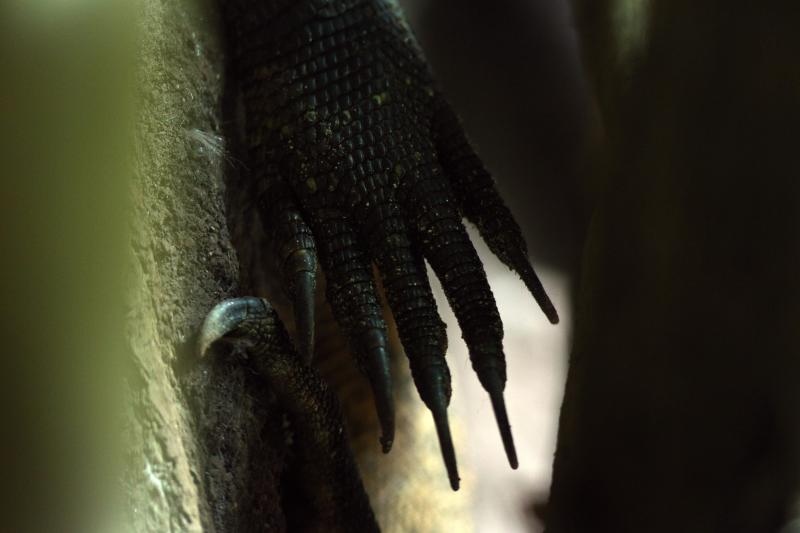 Foto: Anto Magzan / Pixsell