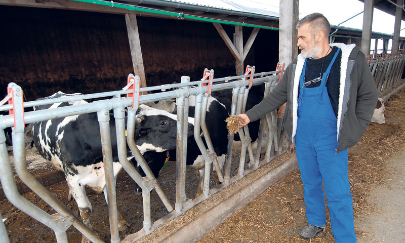 Mladen Šolčić, koji ima 500 mliječnih grla, zadovoljan je Vladinim rješenjem/PIXSELL