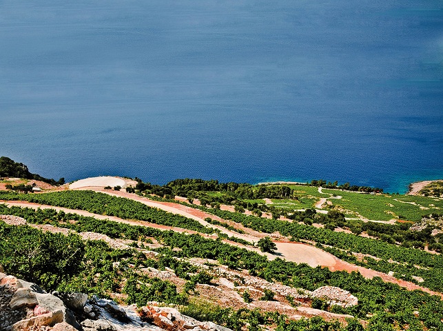 Dingač, TZO Orebić