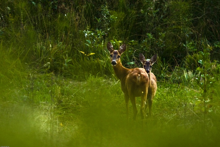Srna u Čorkovoj uvali, TZO Plitvička jezera