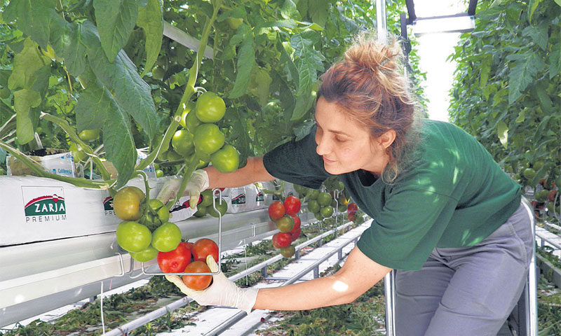 Proizvodnja rajčica u stakleniku