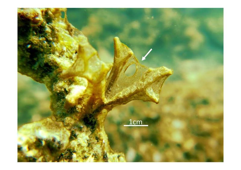 Foto Institut “Ruđer Bošković”