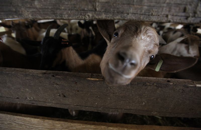 U stajama ekonomije Ljubovo uzgaja se 500 grla ovaca i koza (Photo: Filip Brala/PIXSELL)