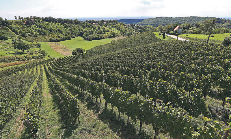 Na obroncima Plešivice registrirano je 60-ak vinara, od toga desetak vrhunskih kao što su Tomac, Šem