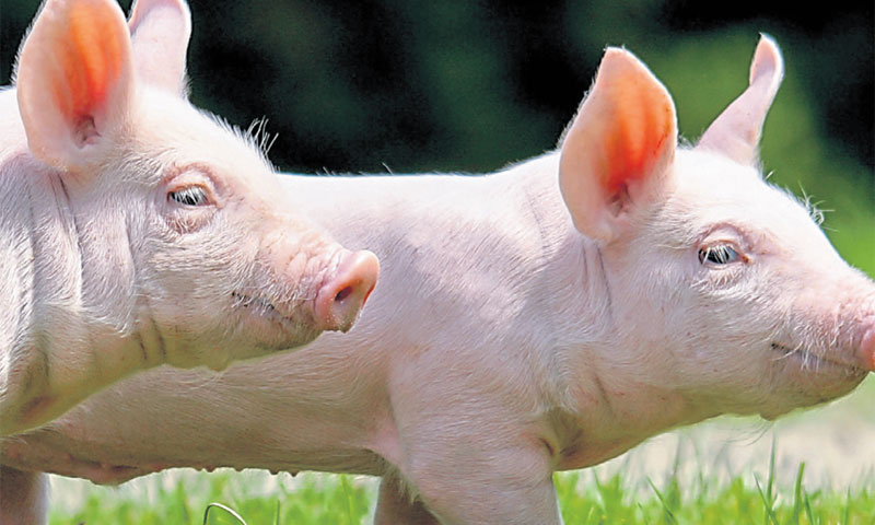 Može li njemačka kompanija uništiti domaću proizvodnju svinja u Srbiji?/FOTOLIA