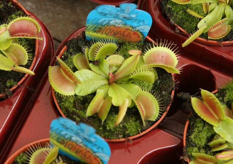 Foto: Robert Anic/PIXSELL