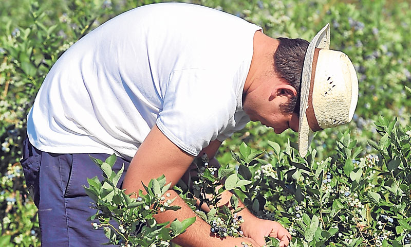 Lani su tvrtke iskazale interes za 17.205 sezonskih radnika/Marko Jurinec/PIXSELL