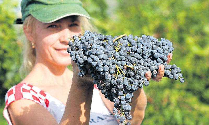 Vinogradi u drniškom kraju prostiru se na više od 200 hektara, a nova vinarija trebala bi biti gotov