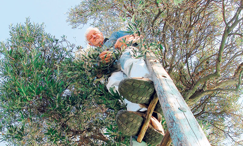 Berba lunjskih maslina u punom je jeku/PIX