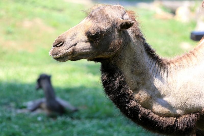 Foto: Davor Javorovic/PIXSELL